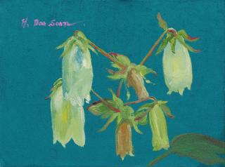 The Joy(섬초롱꽃)