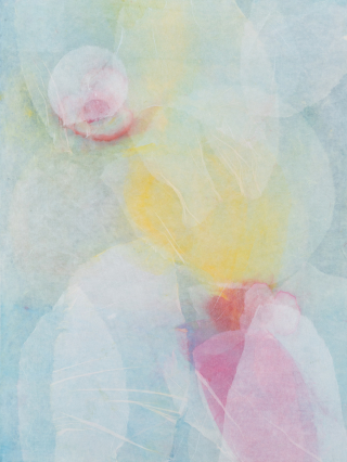 동녘에 꽃이 피다 - 양향옥