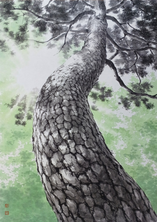 Pine Tree-올려보기 - 신은섭